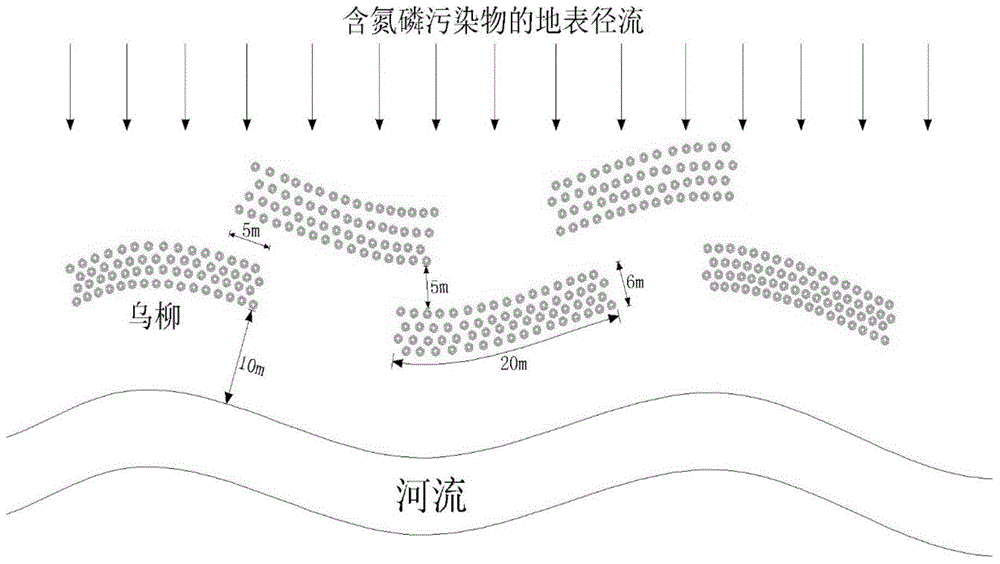 Arrangement method of shrubs in riparian buffer zones for reducing nitrogen and phosphorus in urban water sources in alpine regions