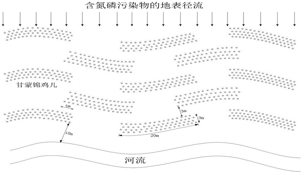 Arrangement method of shrubs in riparian buffer zones for reducing nitrogen and phosphorus in urban water sources in alpine regions