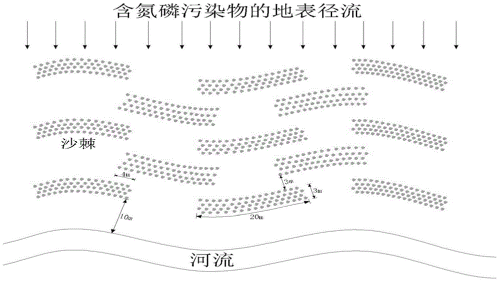 Arrangement method of shrubs in riparian buffer zones for reducing nitrogen and phosphorus in urban water sources in alpine regions