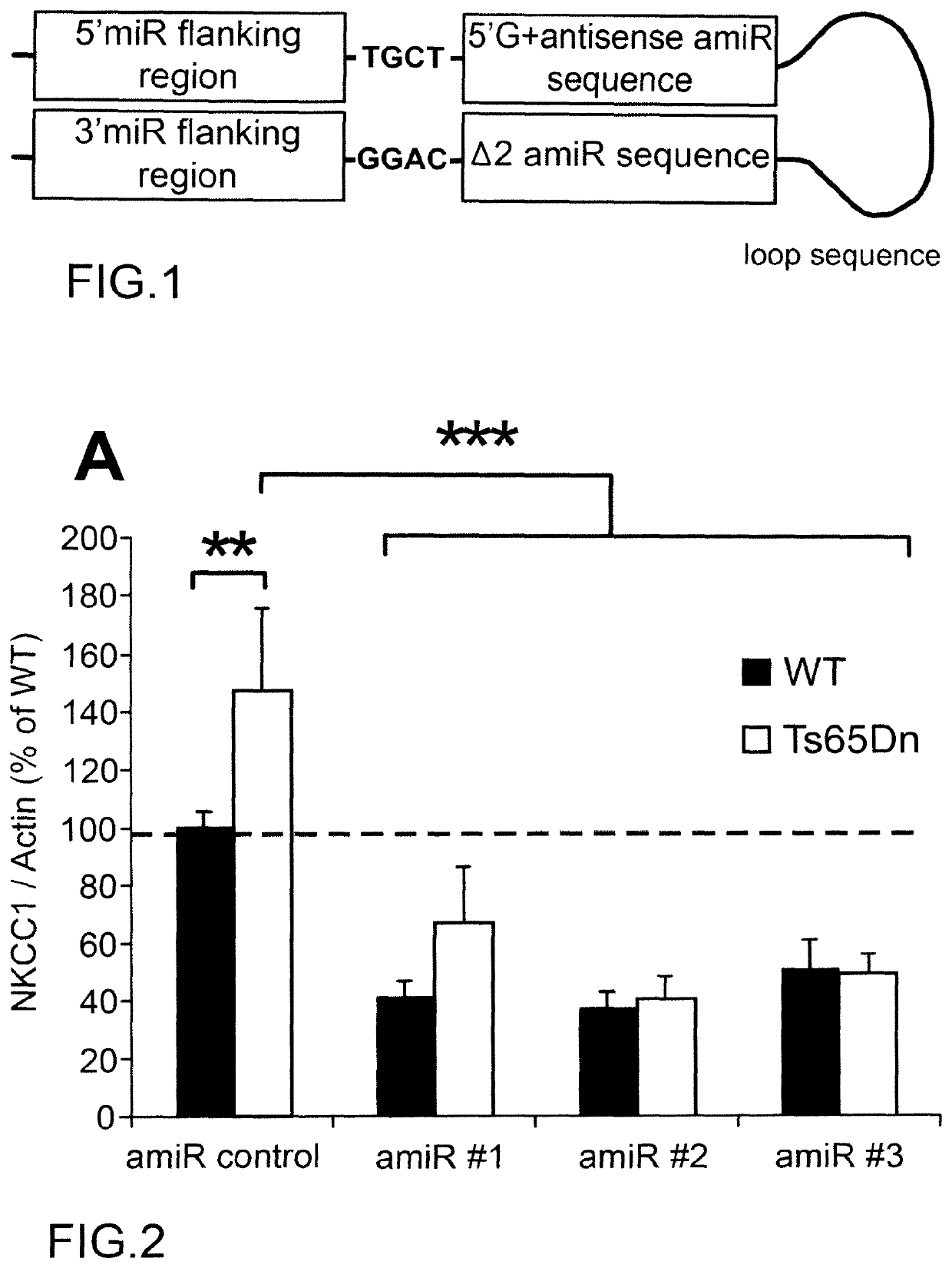 Method for reducing the expression of nkcc1 in a subject