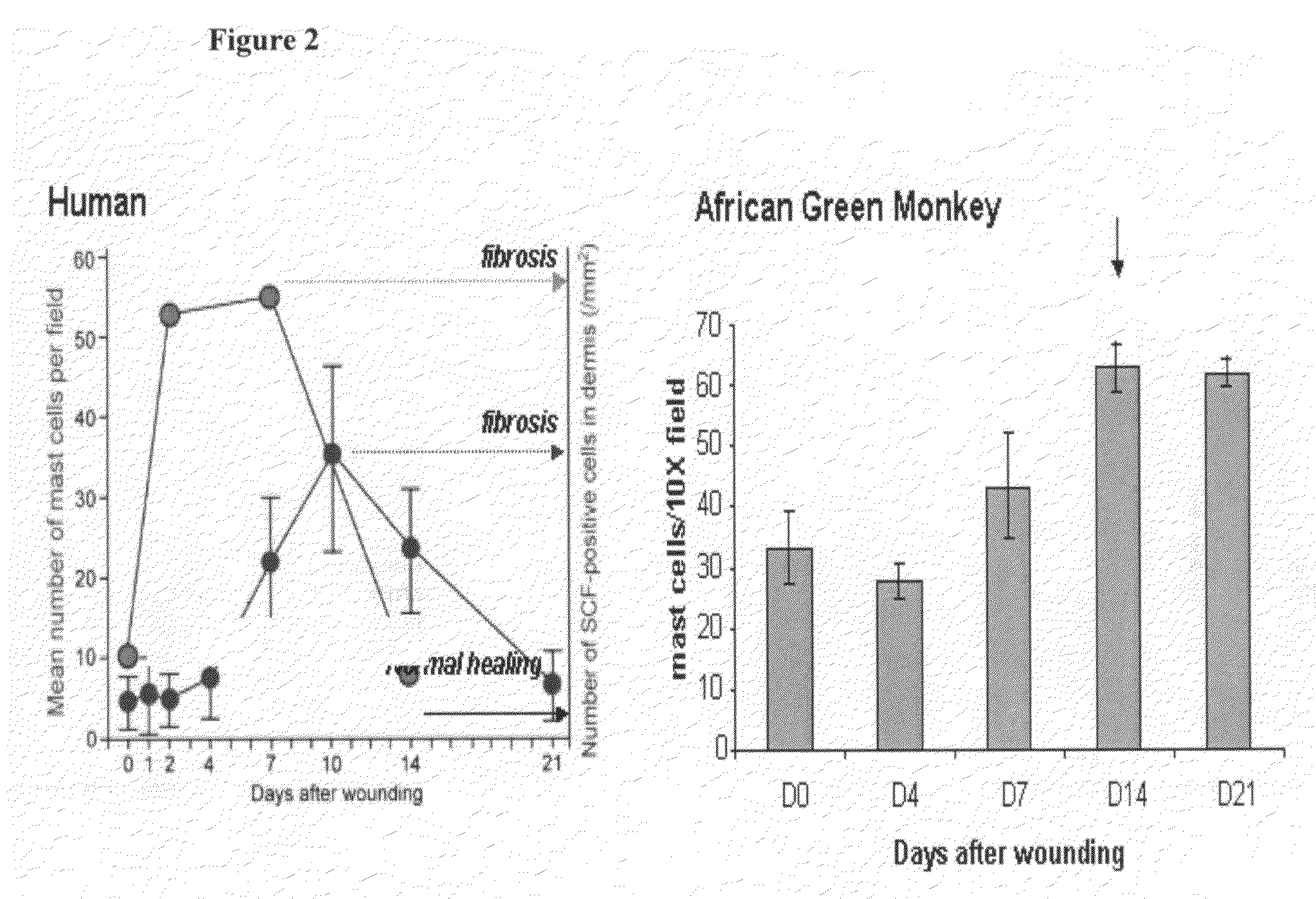 Humanized c-Kit antibody