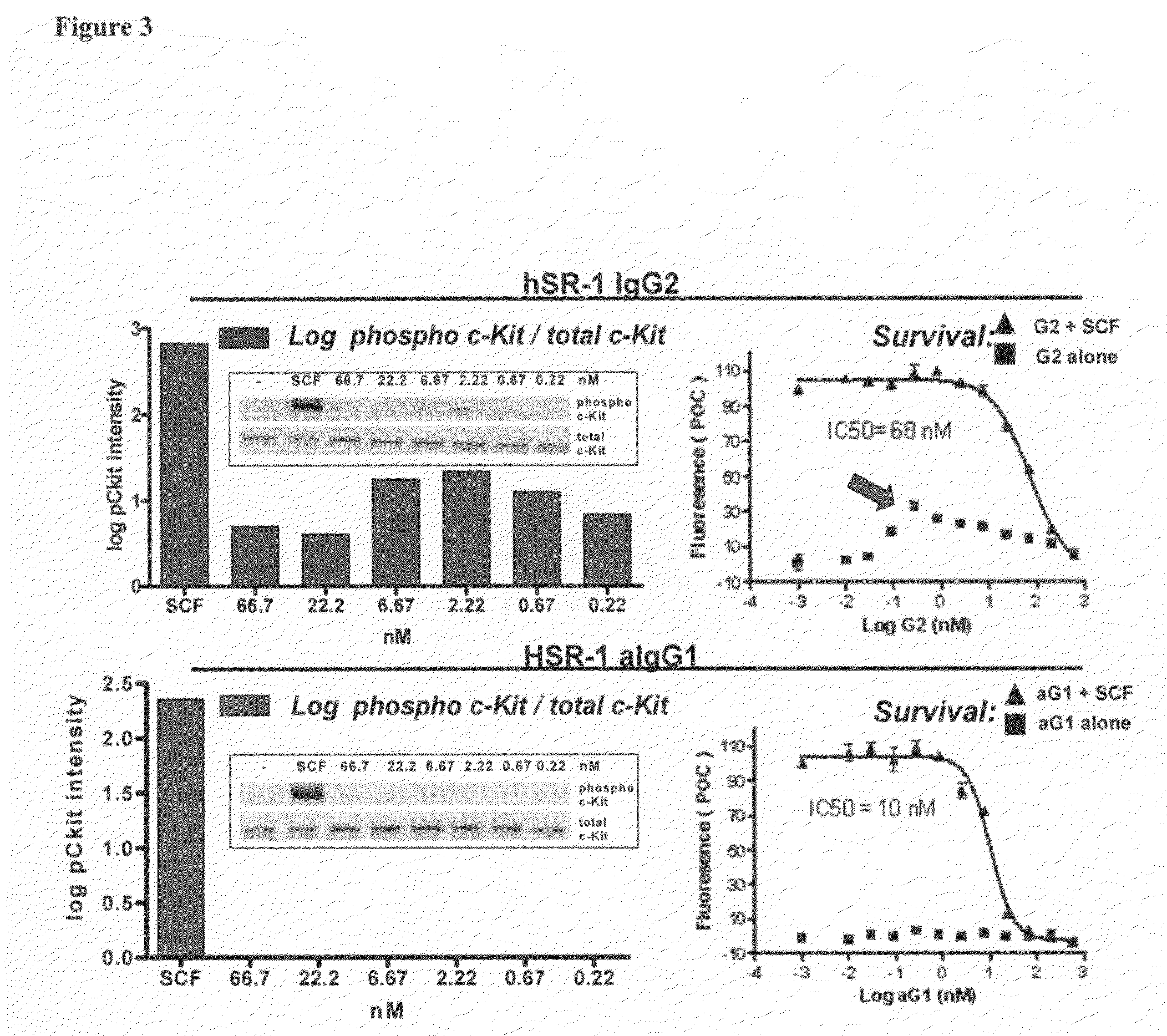 Humanized c-Kit antibody