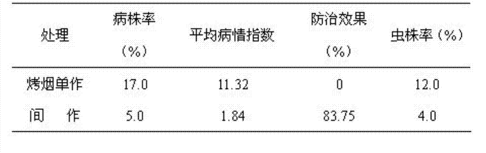 Cured tobacco pest and disease damage control method by means of cymbopogon flexuosus