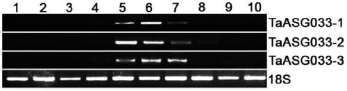 Identification and application of plant anther-specific expression promoter ptaasg033