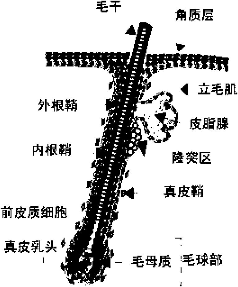 Pilatory containing Wnt protein