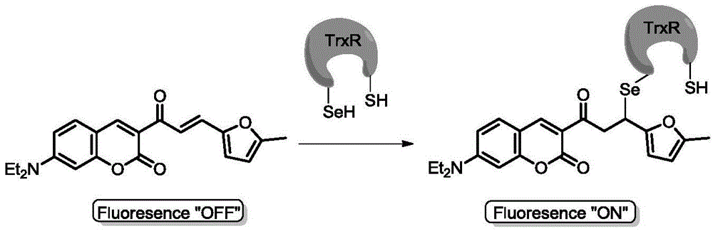 Thioredoxin reductase fluorescent probe, and preparation method and application thereof