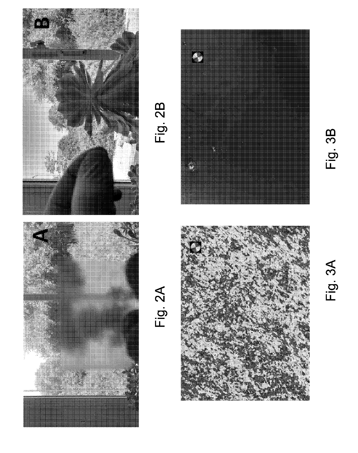 Modified nanocrystaline cellulose materials and formulations and products made therefrom