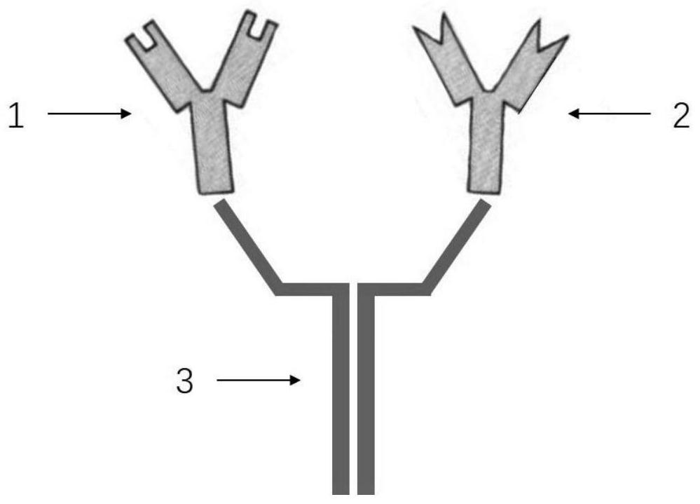 A kind of blood group antibody complex, preparation method