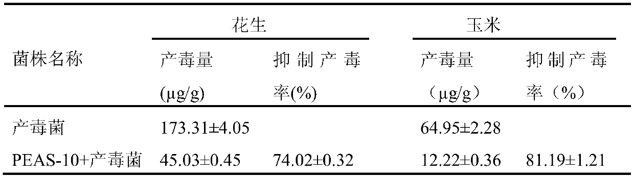 Aspergillus flavus PEAS-10 which does not produce aflatoxin and application of Aspergillus flavus PEAS-10