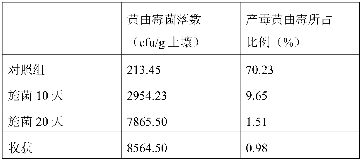 Aspergillus flavus PEAS-10 which does not produce aflatoxin and application of Aspergillus flavus PEAS-10