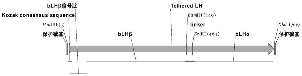 A kind of luteinizing hormone analogue and preparation method thereof