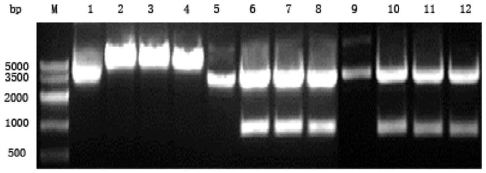 A kind of luteinizing hormone analogue and preparation method thereof