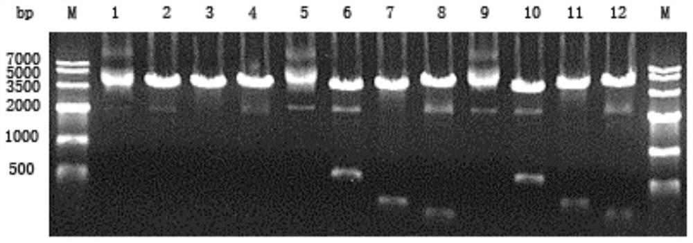 A kind of luteinizing hormone analogue and preparation method thereof