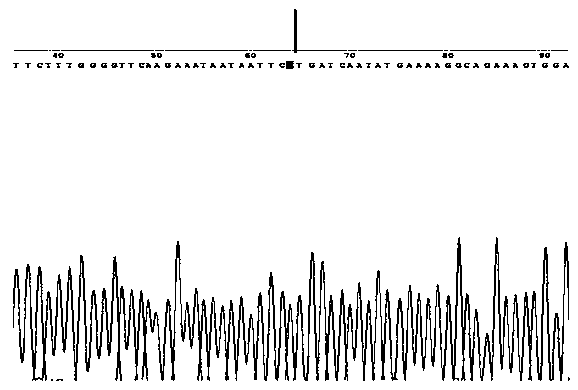 Primer composition for detecting harmful gene of cattle blood coagulation factor XI deficiency, kit with primer composition and application of kit