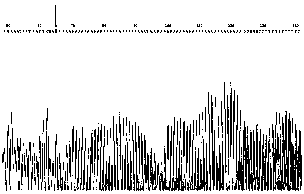 Primer composition for detecting harmful gene of cattle blood coagulation factor XI deficiency, kit with primer composition and application of kit