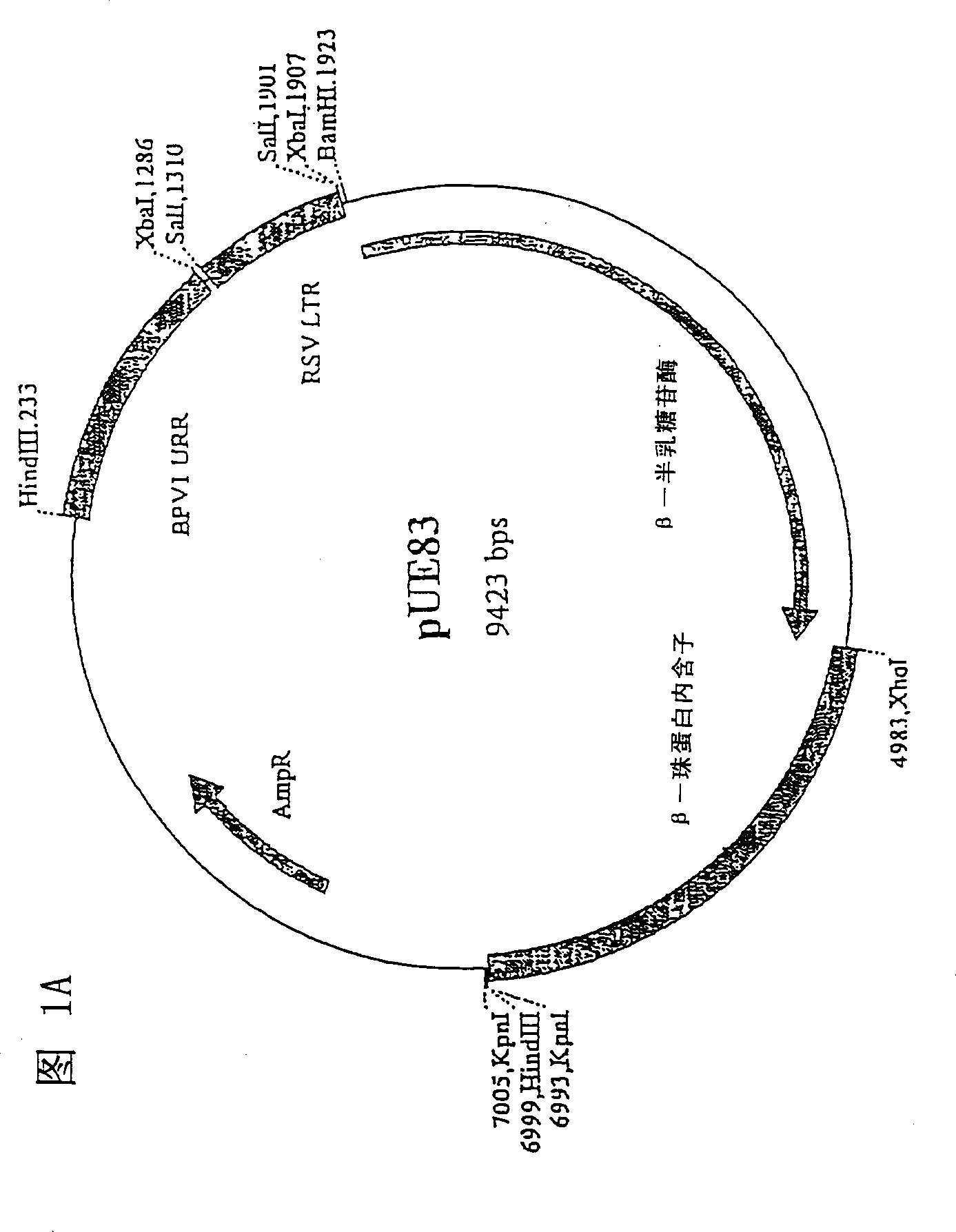 Self-replicating vector for DNA immunication against HIV