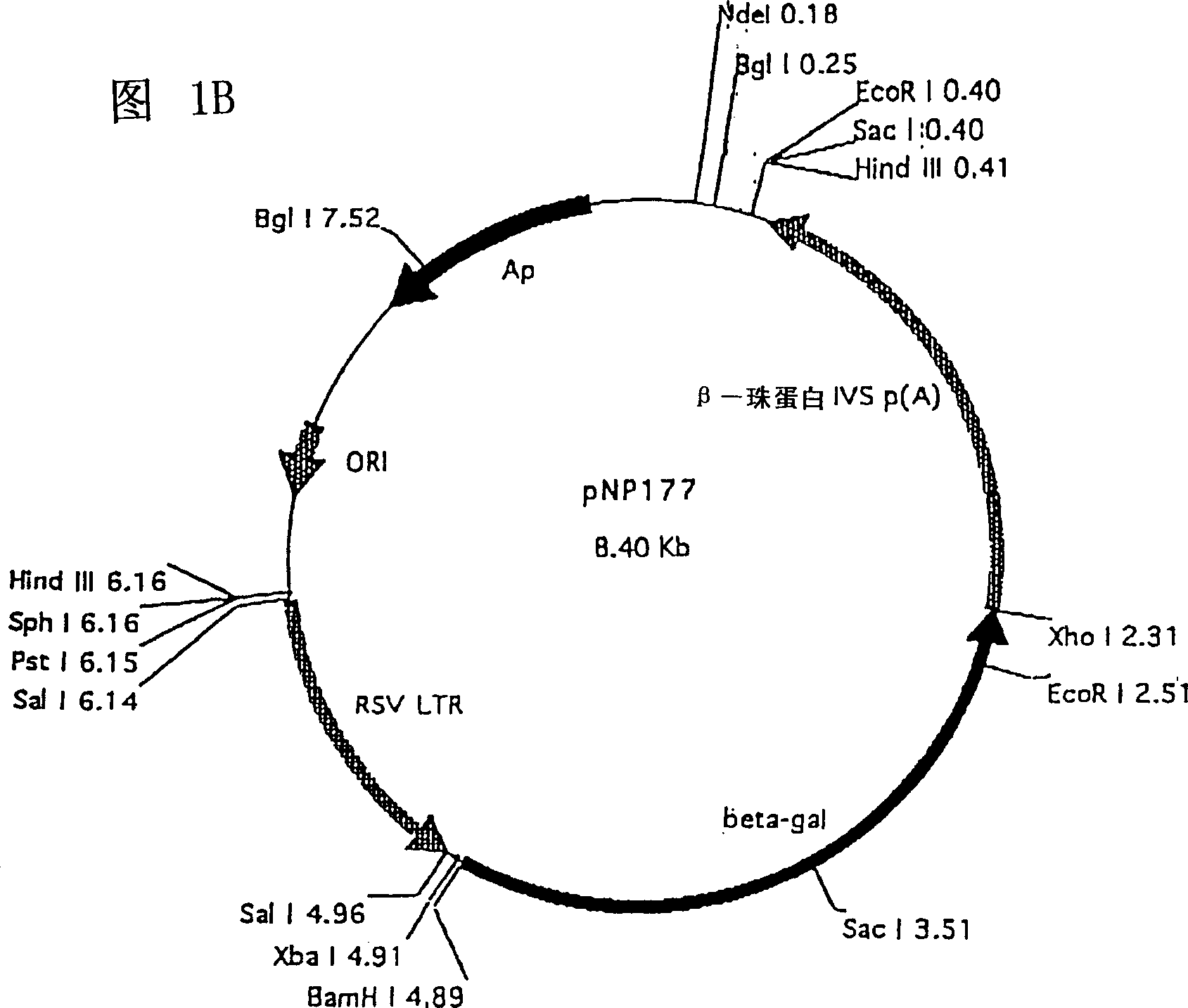 Self-replicating vector for DNA immunication against HIV