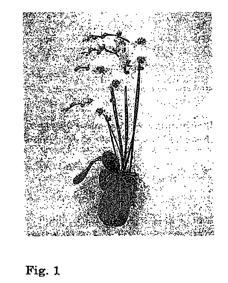 Orchid culturing method