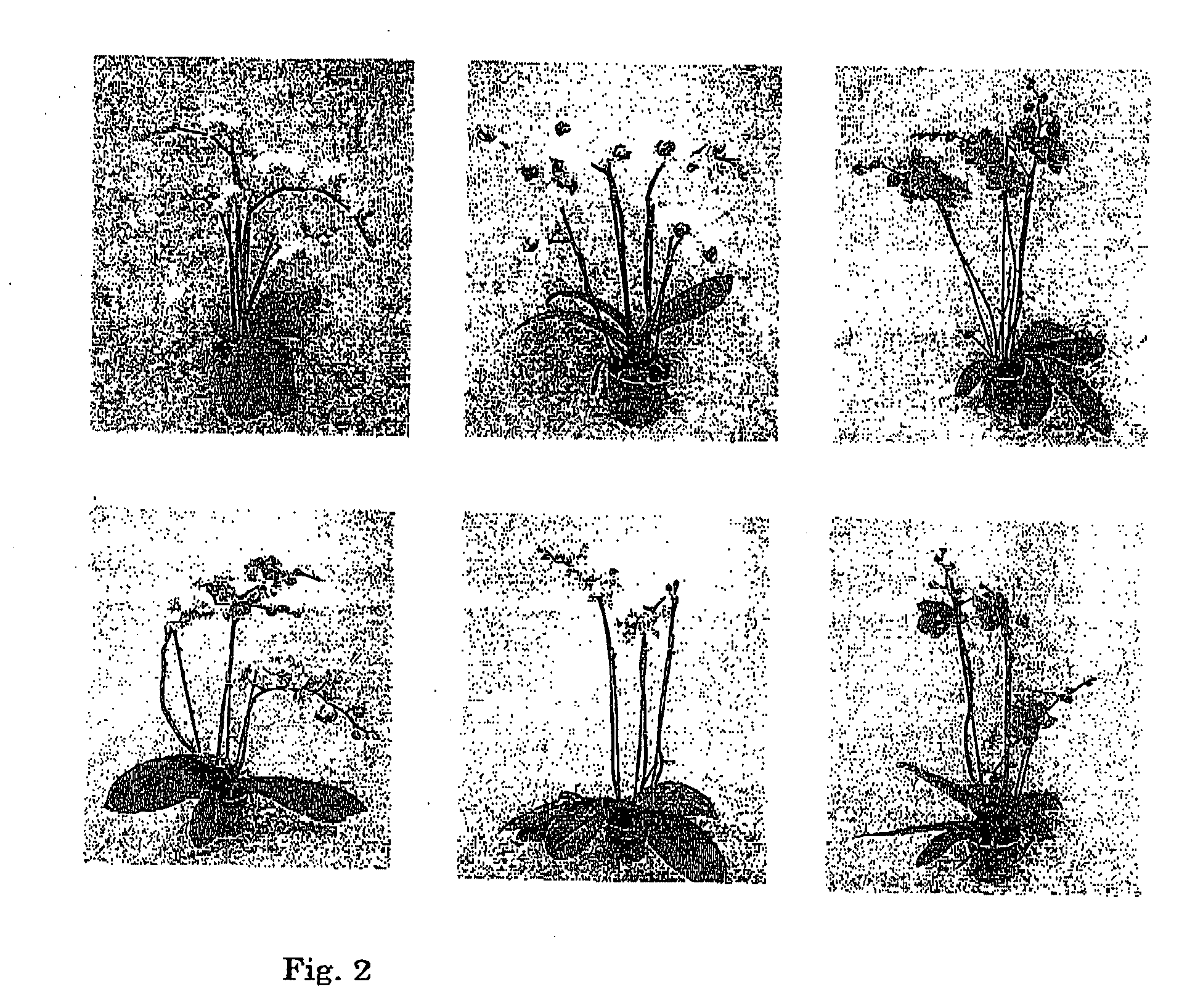 Orchid culturing method