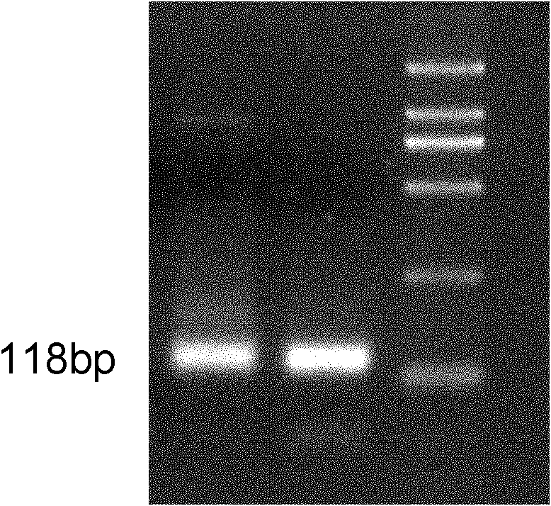 Method for extracting desoxyribonucleic acid in edible oil