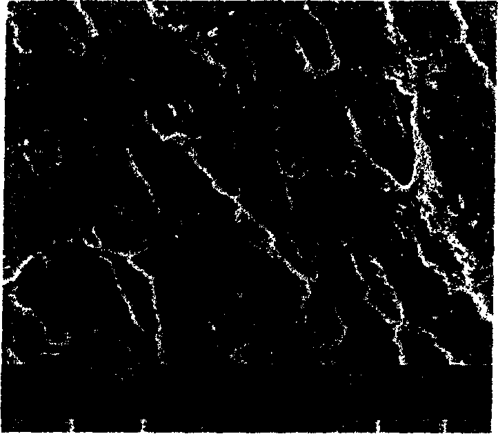 Process for preparing high shock-resistance polyacrylic ester composite particle grafted vinyl chloride emulsion resin