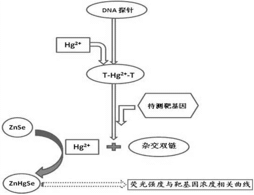 Simple, convenient, sensitive and general gene detecting method