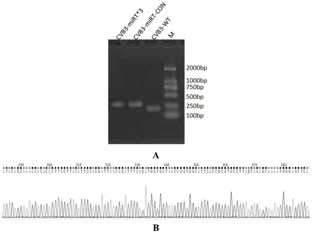 Multi-tissue restriction type coxsackie group B type III virus inserted with miRNA complementary sequence and application thereof