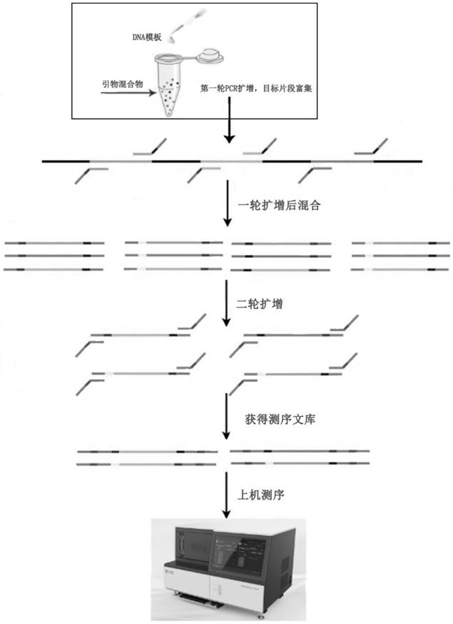 Mixed sample detection method for detecting purity of Chinese cabbage seeds based on mSNP technology