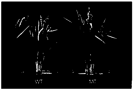 A gene controlling male reproductive development in rice and its application