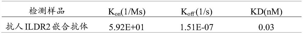 A kind of ildr2 antibody, its pharmaceutical composition and use thereof