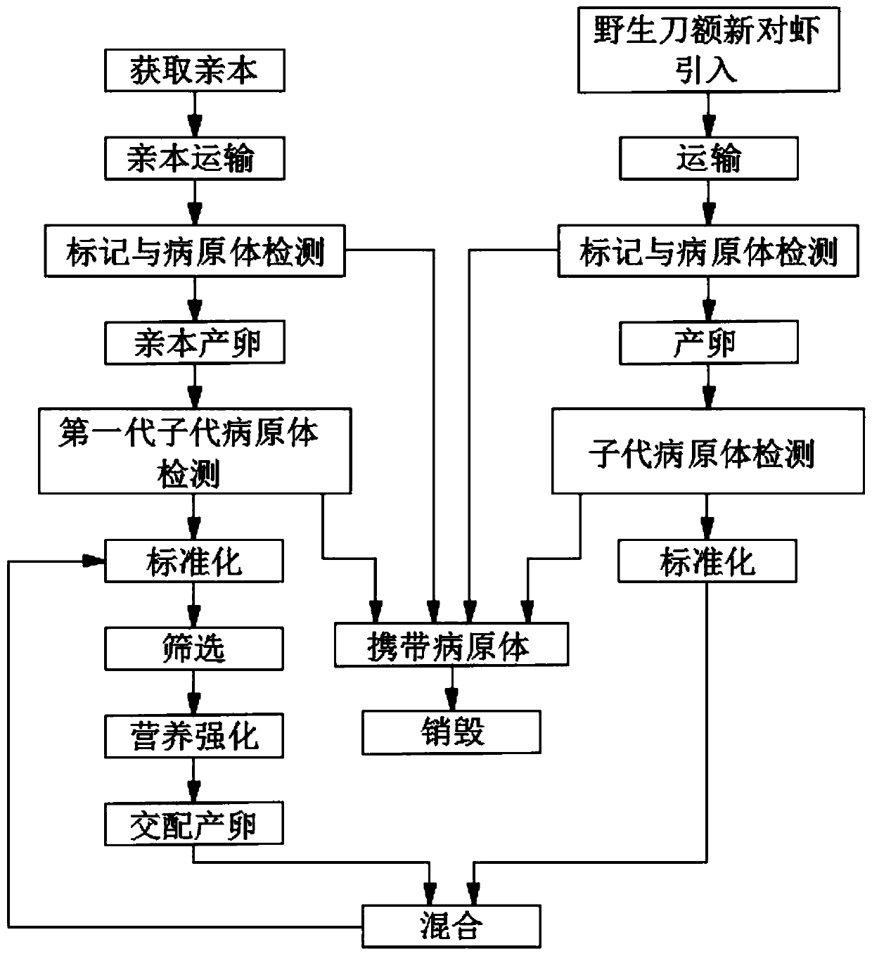 Metapenaeus ensis fast-growing strain group breeding method