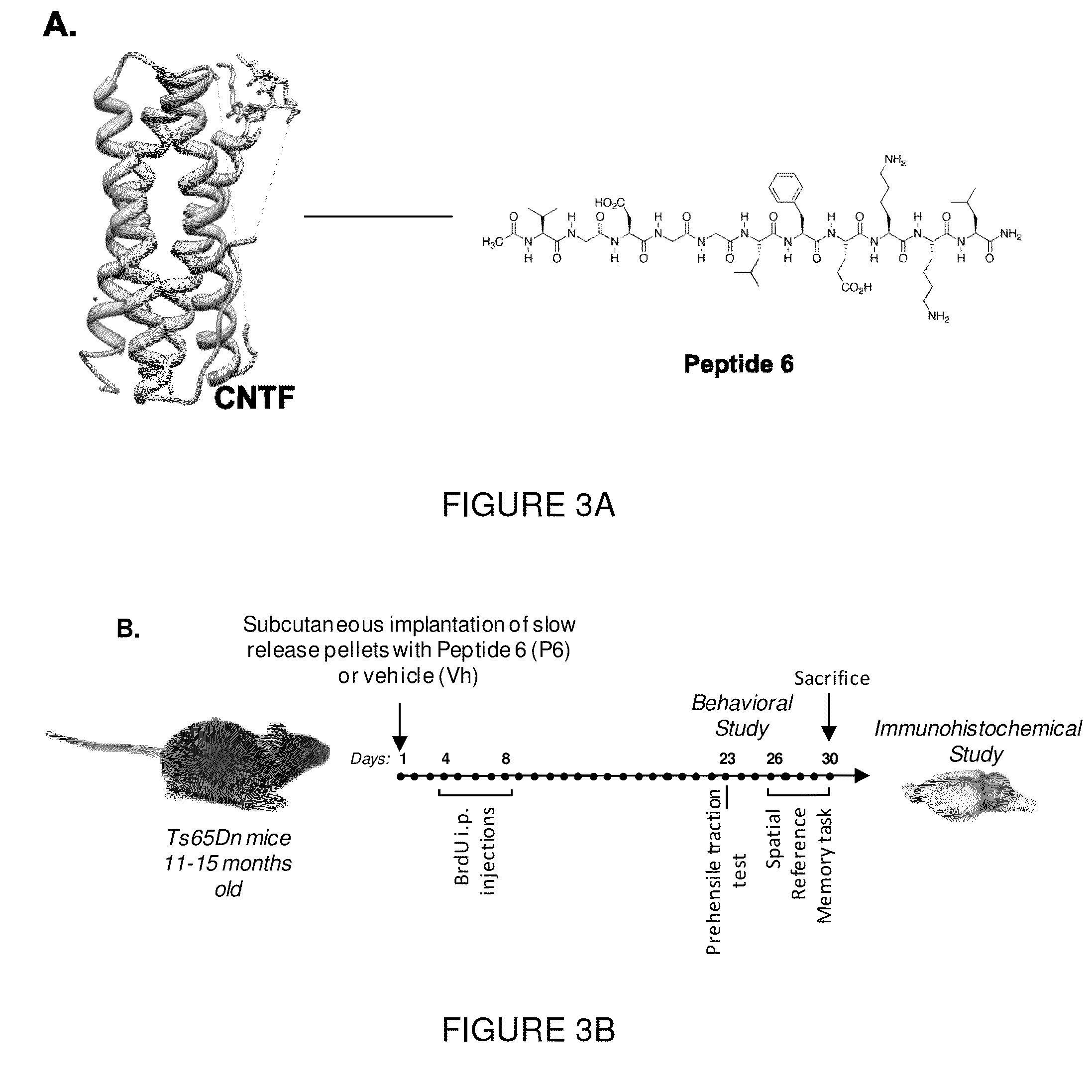 Neurotrophic peptides