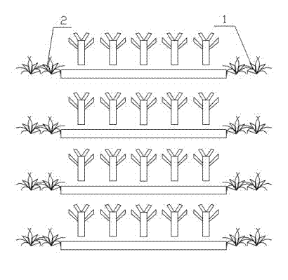 Irrigation method for orchard