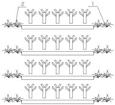 Irrigation method for orchard