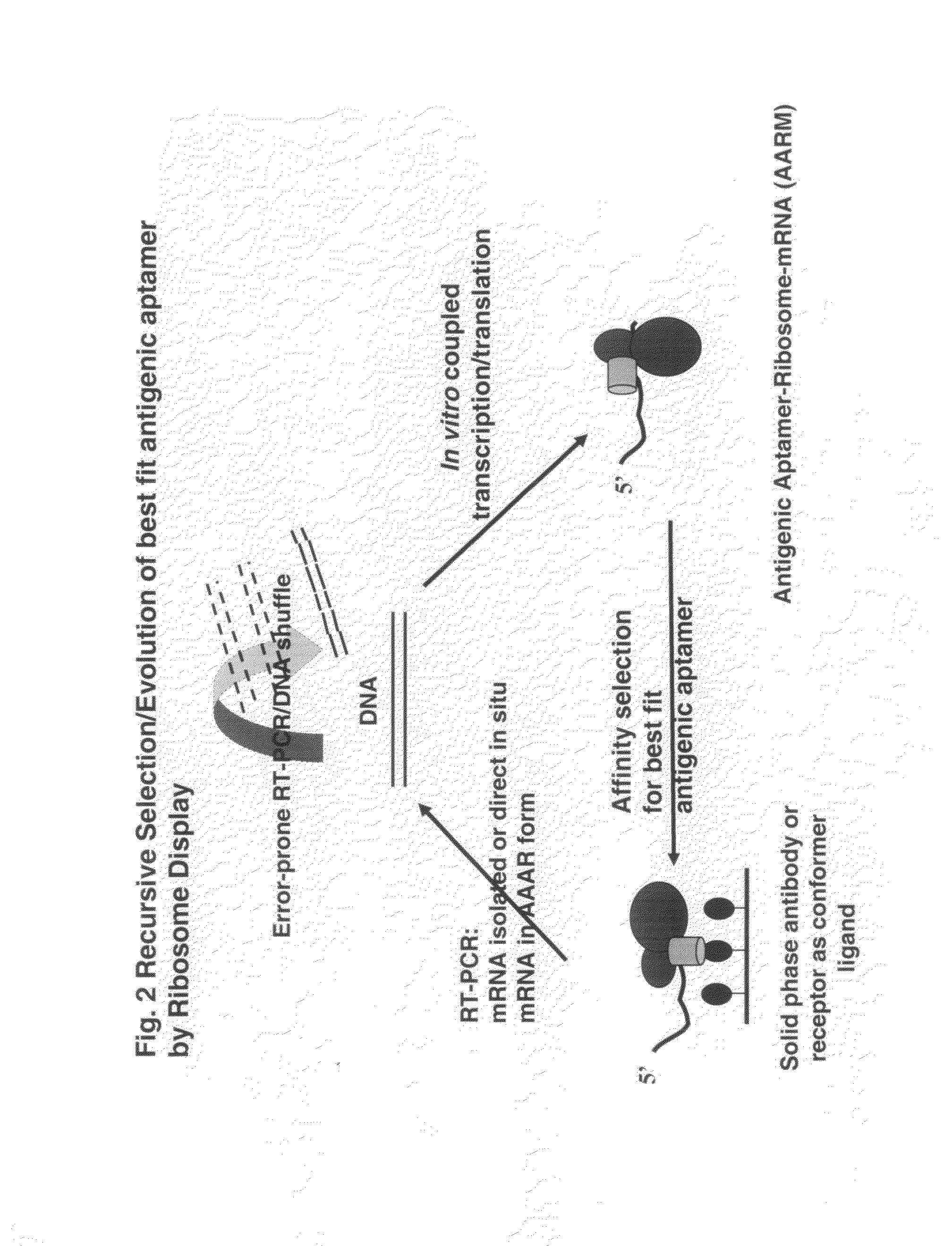 Aptameric IgE peptides in a protein scaffold as an allergy vaccine