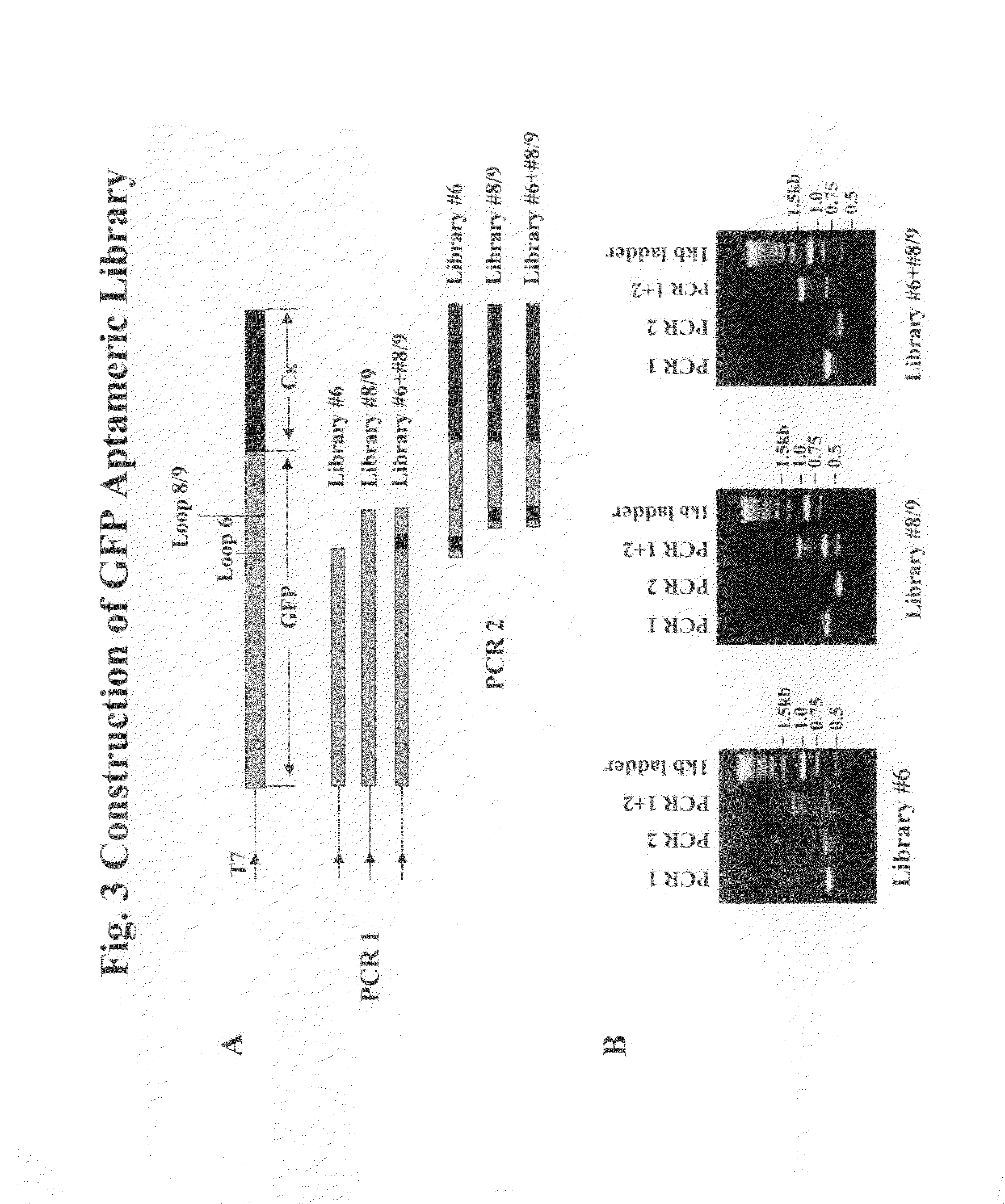 Aptameric IgE peptides in a protein scaffold as an allergy vaccine