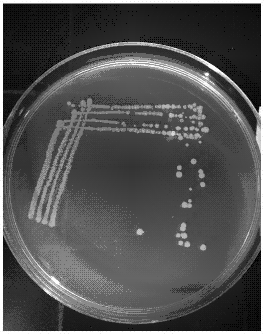 A peanut rhizosphere growth-promoting bacterium hs11 and its application