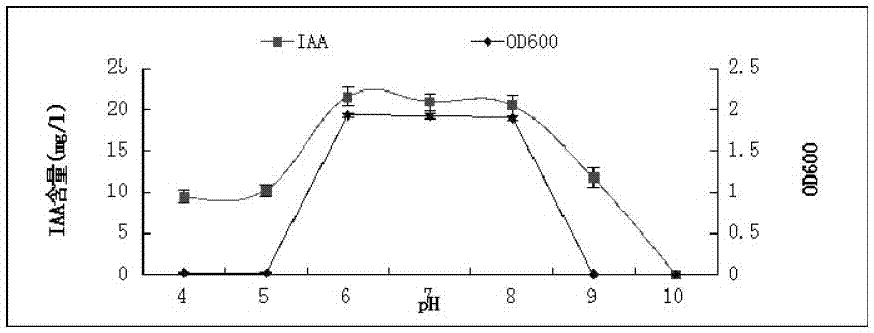 A peanut rhizosphere growth-promoting bacterium hs11 and its application