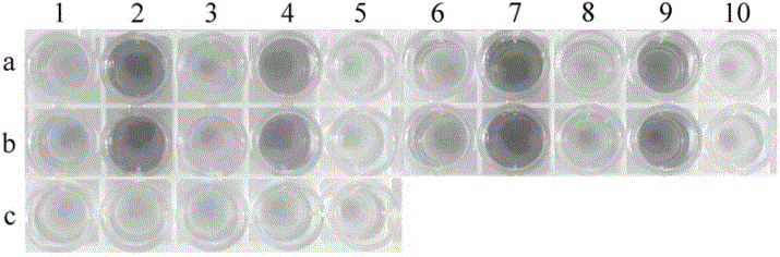 Method for separating and purifying sea urchin multifunctional actin