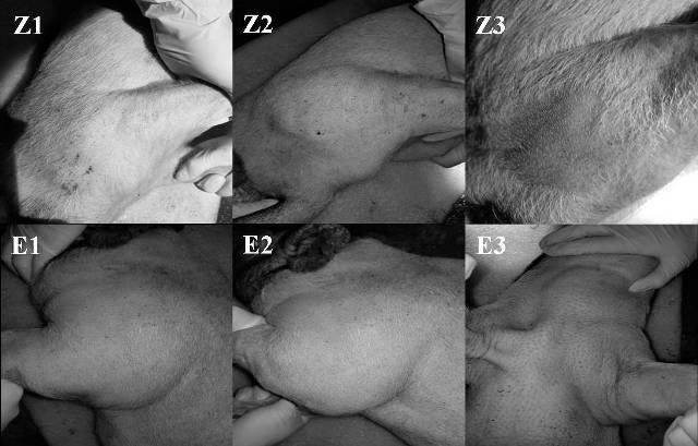 Preparation and application of Chinese cobra bite pig model