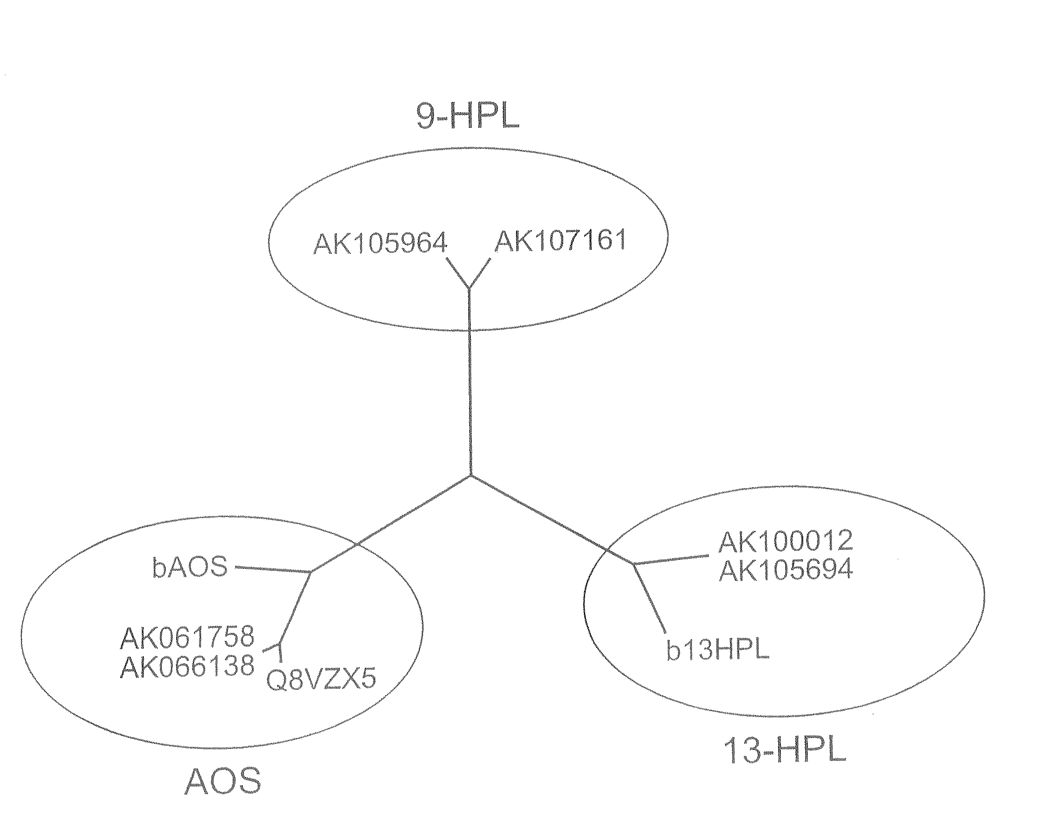 9-Fatty Acid Hydroperoxide Lyase Genes