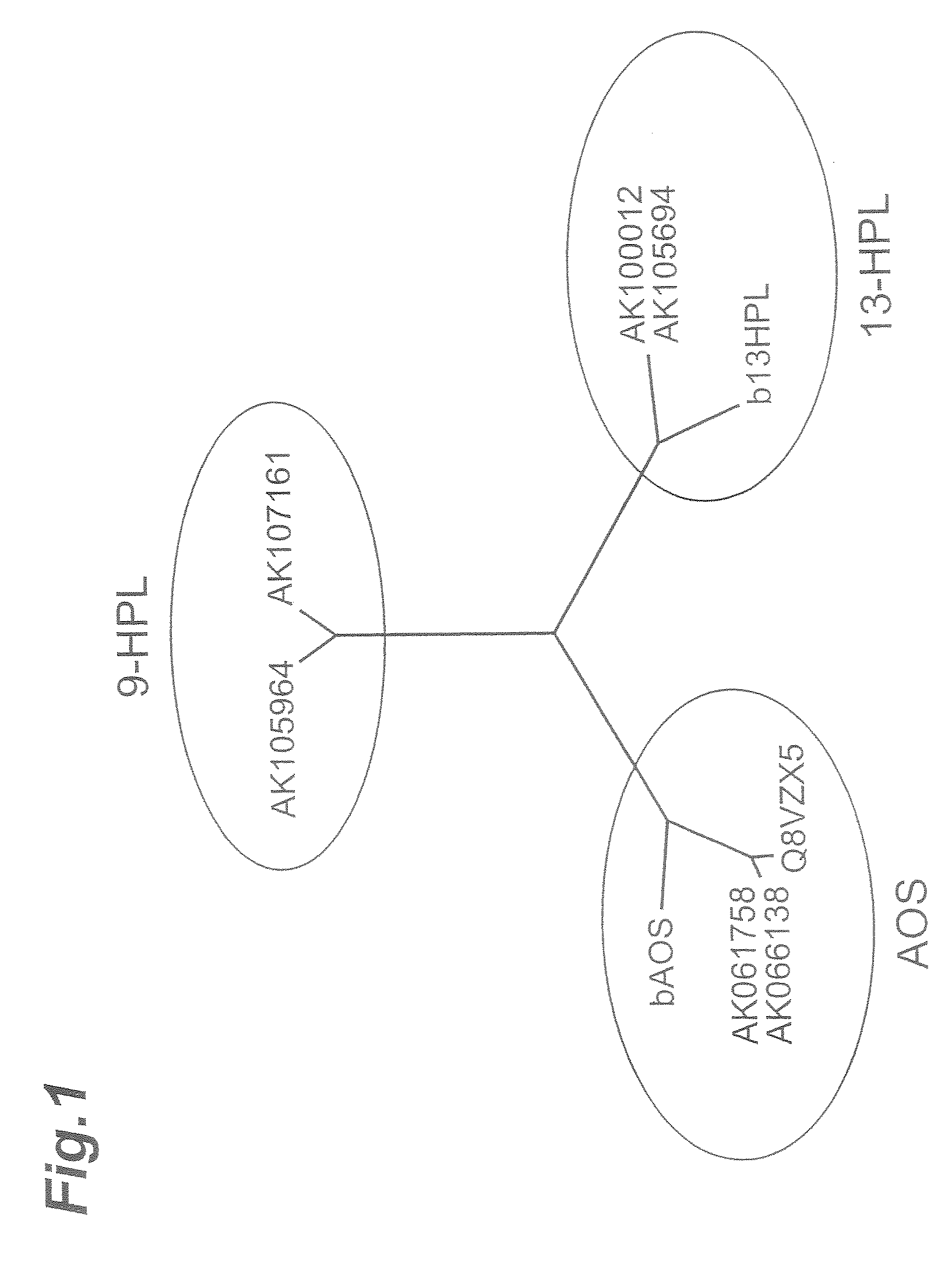 9-Fatty Acid Hydroperoxide Lyase Genes