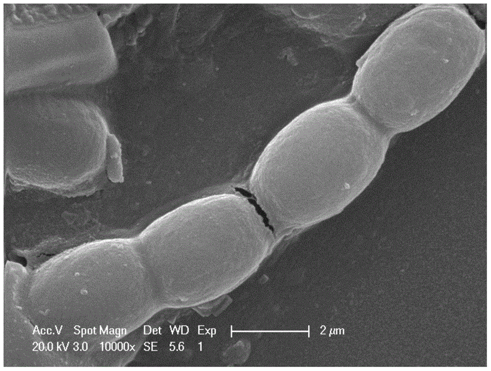 A kind of method of graphene oxide composite algae removal