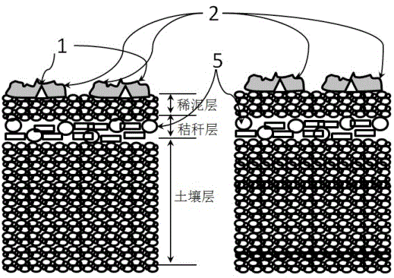 Semi-solid non-tillage dry direct planting method for multi-cropping type oilseed rape