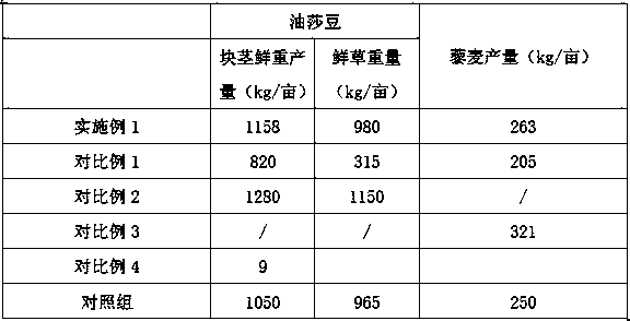 Planting method for saline-alkali soil cyperus esculentus-chenopodium quinoa intercropping