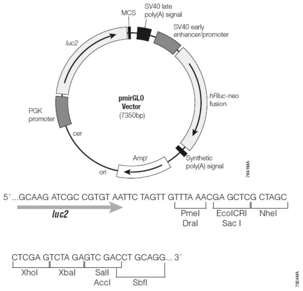 A plasmid containing beef cattle dkk3 gene 3'utr sequence and dual luciferase reporter gene and its application