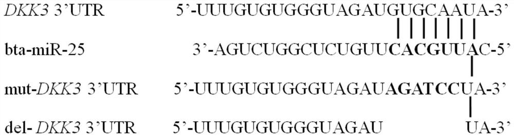 A plasmid containing beef cattle dkk3 gene 3'utr sequence and dual luciferase reporter gene and its application