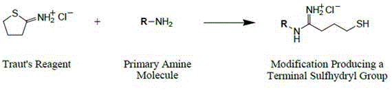 Covalent labeling method for quickly detecting colloidal gold