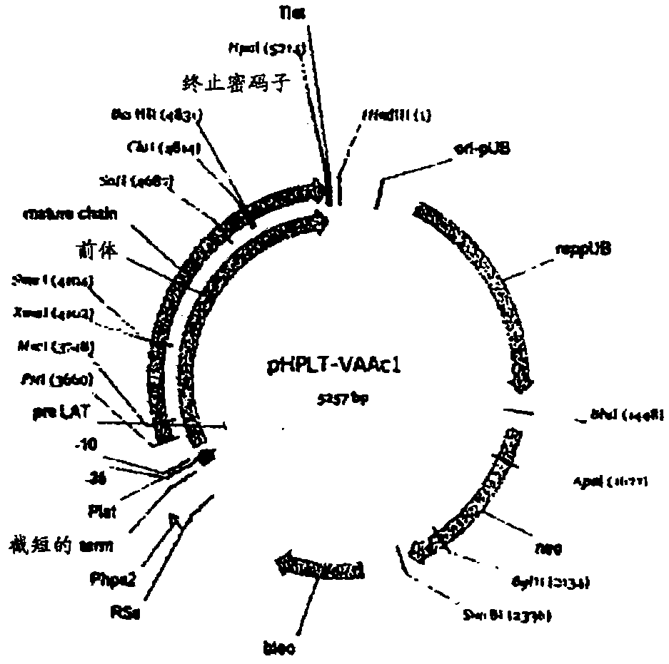 Compositions and methods comprising variant microbial proteases