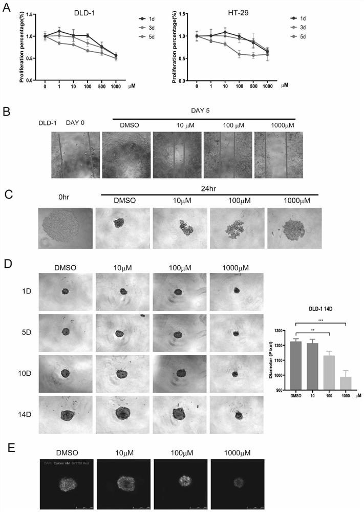 PIN1 protein small-molecule inhibitor and application thereof